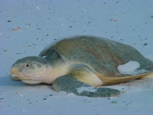 Tortuga lora