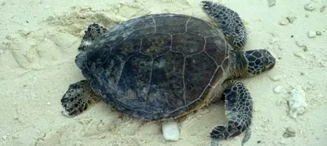 Tortuga negra