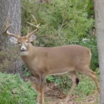 Venado